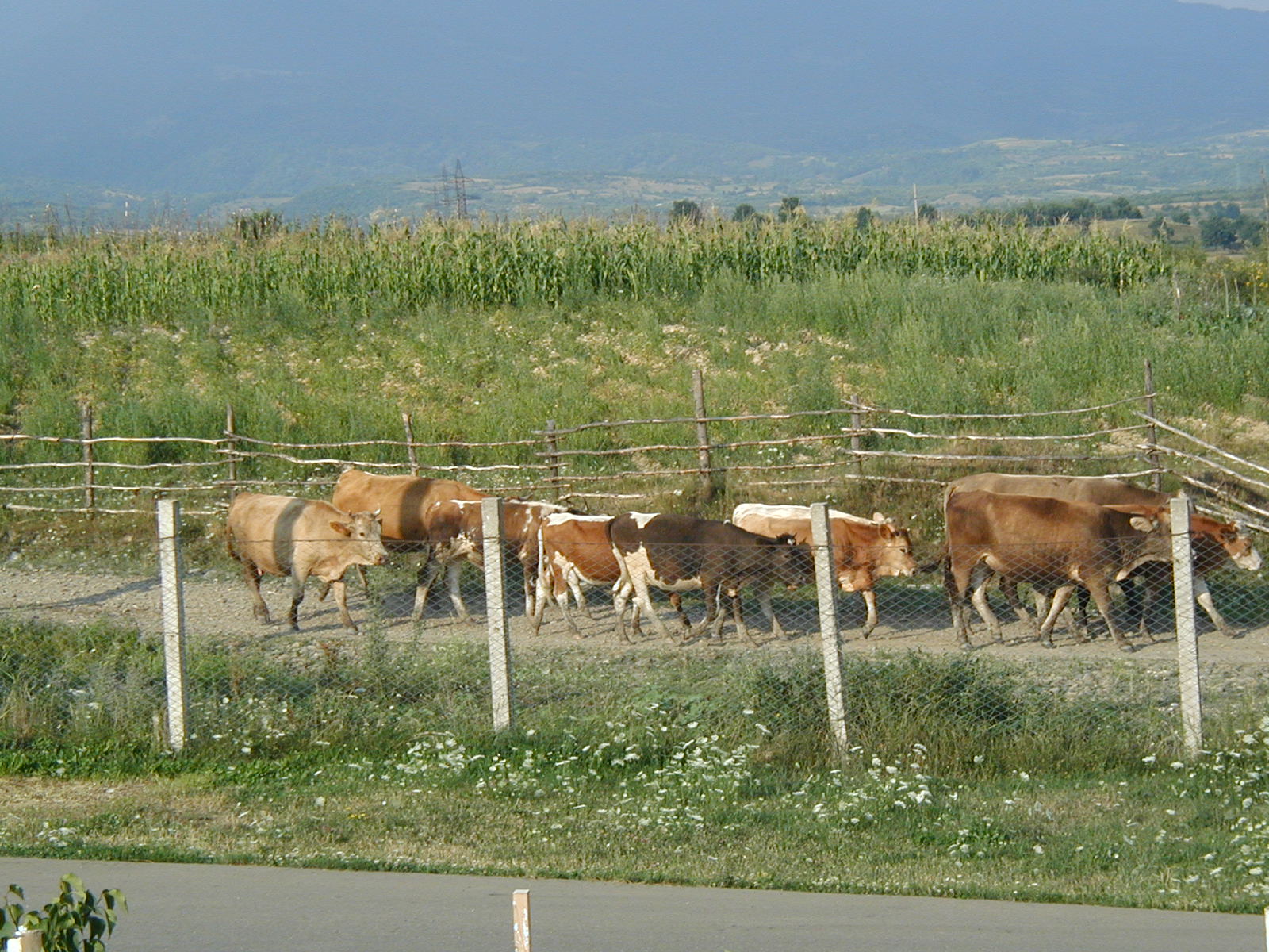 The orphange's own herd of cows.